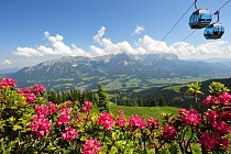 Almrosenblüte am Wilden Kaiser