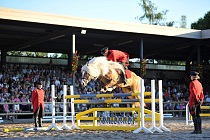 Haflinger Weltausstellung 2014