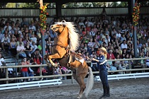 Haflinger Weltausstellung 2014